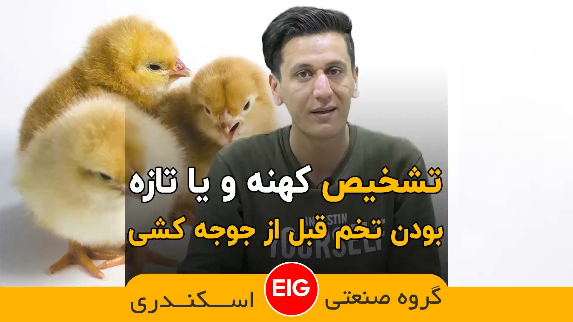 تشخیص تازه و یا کهنه بودن تخم قبل از جوجه کشی - چیکن دیوایس