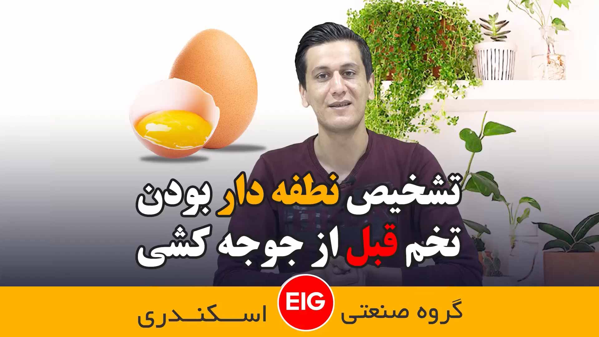 تشخیص نطفه دار بودن تخم قبل از جوجه کشی