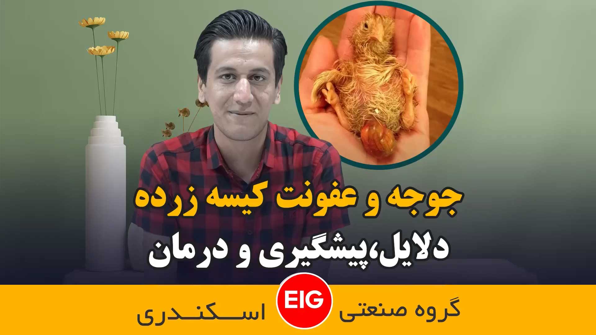دلیل اینکه جوجه با کیسه زرده متولد میشه چیه !