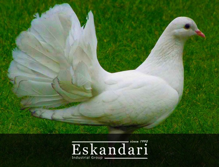 اصطلاحات کبوتر بازی