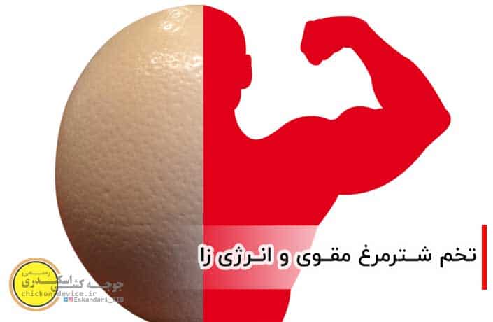 تخم شترمرغ مقوی