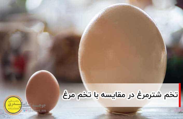 تخم شترمرغ و تخم مرغ